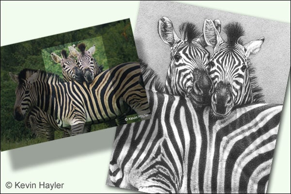 Realistic zebra drawing and the original photo reference