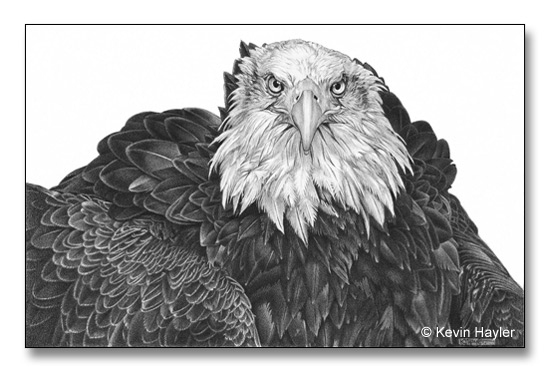 Detailed pencil drawing of a bald eagle by Kevin Hayler