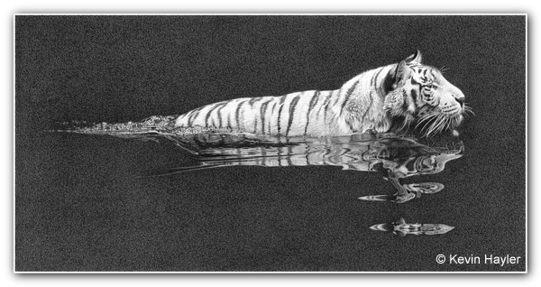 White tiger swimming with a reflection. A pencil drawing