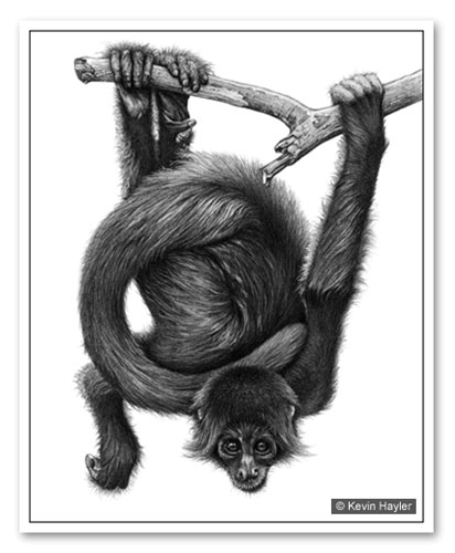 Spider monkey drawing demonstrating how to draw black fur texture
