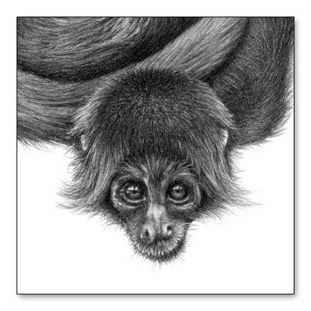 Detail of the head of a spider monkey drawn in pencil