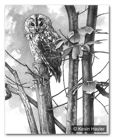 A tawny owl perched in a tree. How to draw the texture of tree bark and shading a textured background