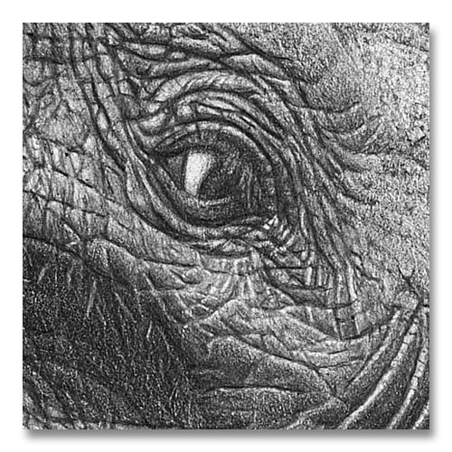 An elephants eye and wrinkles in a textured grainy drawing.