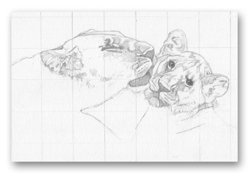 Sketch of a lioness and her cub. How to draw faster using a grid