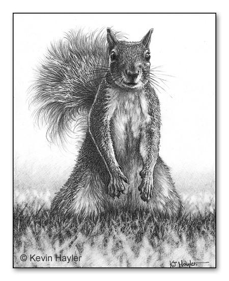 Drawing wildlife for adults. Squirrel drawing idea by Kevin Hayler