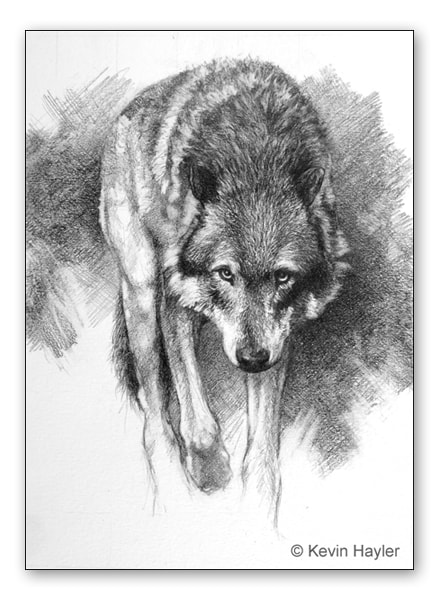 wolf drawing with loose textured cross hatching 