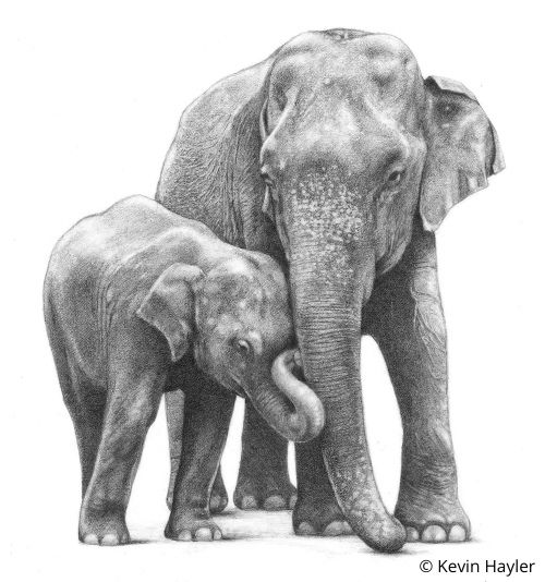 A pencil drawing of mother and baby Asian Elephants by wildlife artist Kevin Hayler.