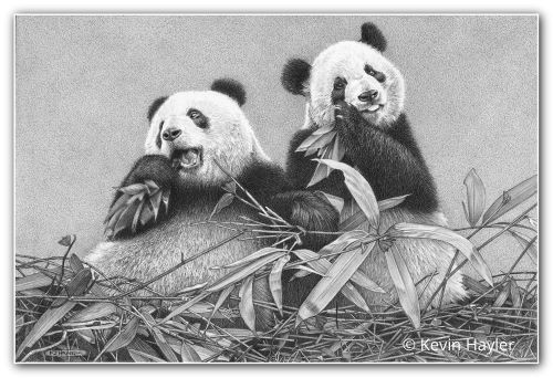 panda bears pencil drawing by wildlife artist Kevin Hayler