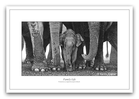 Elephant family pencil drawing by Wildlife artist Kevin Hayler