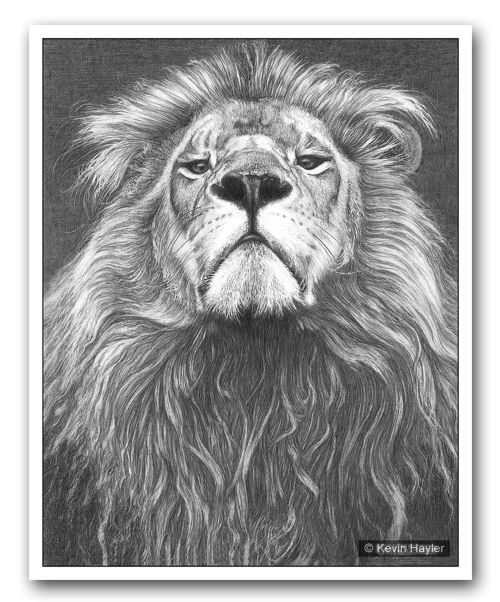 Male lion head pencil drawing by wildlife artist Kevin Hayler
