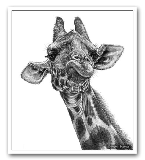 Giraffe pencil drawing by wildlife artist Kevin Hayler