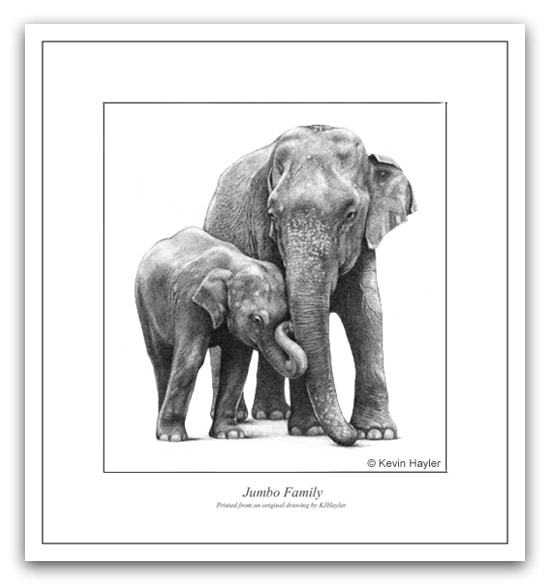 Bestselling elephant print. Title Jumbo Family. A pencil drawing by Kevin Hayler