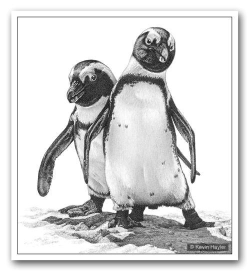 How to name your art. A drawing of two penguins by Wildlife artist Kevin Hayler