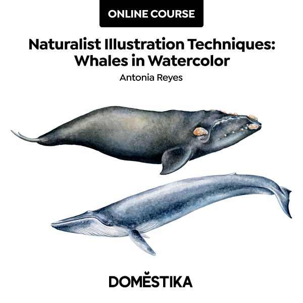 naturalist illustration techniques. Whales in watercolor