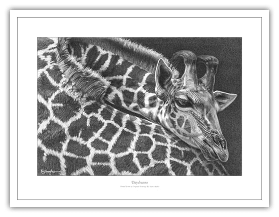 Pencil drawing of a young giraffe by wildlife artist Kevin Hayler