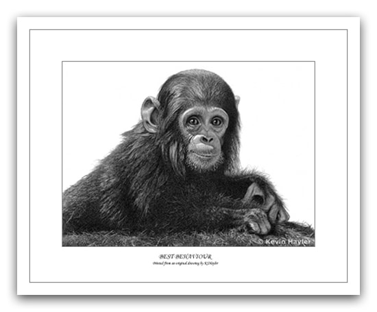 Baby chimp pencil drawing by wildlife artist Kevin Hayler