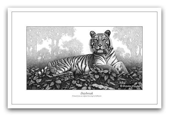 Tiger pencil drawing by wildlife artist Kevin hayler