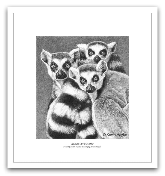 Three ringtailed lemurs pencil drawing by wildlife artist Kevin Hayler