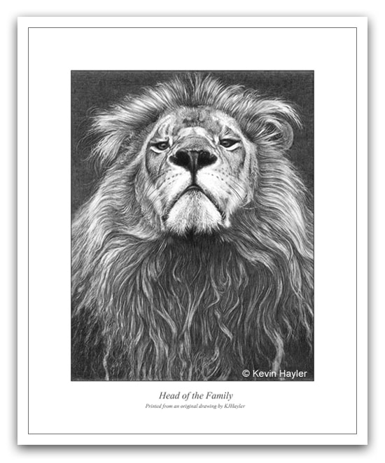 A proud lions head. A pencil drawing by wildlife artist Kevin Hayler
