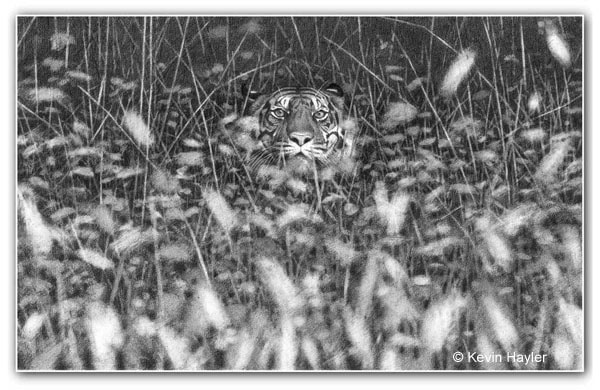 Drawing realistic grass out of focus. Tiger drawing by Kevin Hayler using the Bokeh effect
