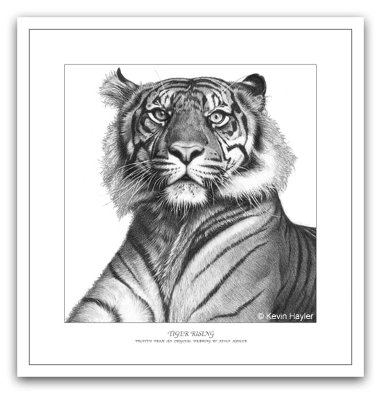 Tiger portrait pencil drawing by wildlife artist Kevin Hayler