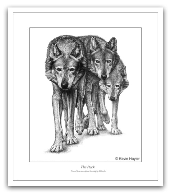 A pack of wolves. A pencil drawing by Kevin Hayler