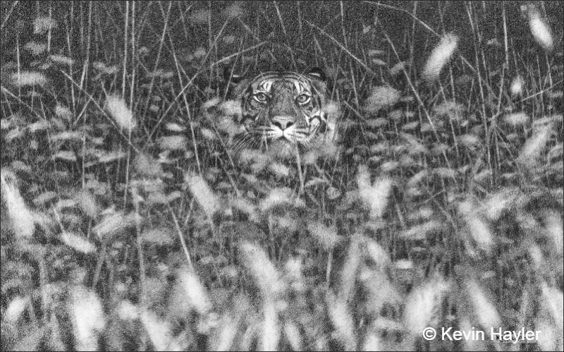 A tiger drawing b y Kevin Hayler. Picture of a tiger stalking with the title: 