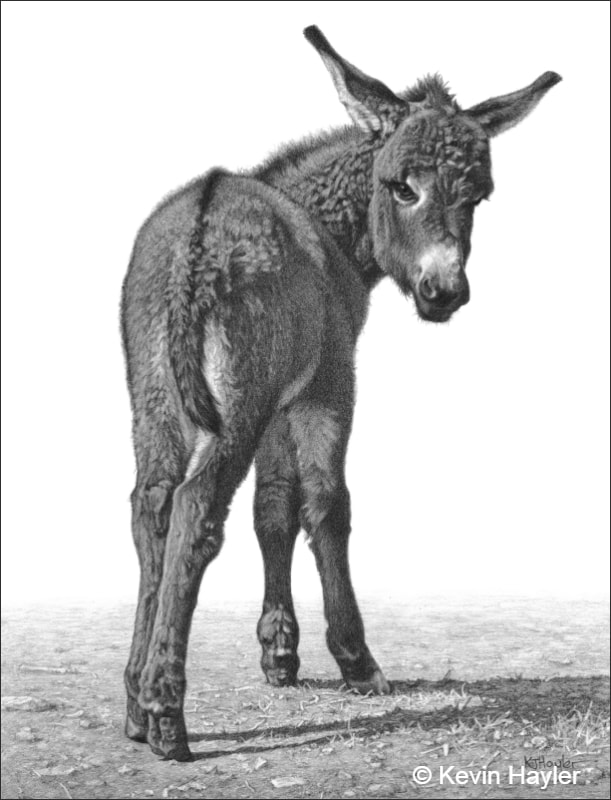 A drawing of a donkey foal by Kevin Hayler. The title is 