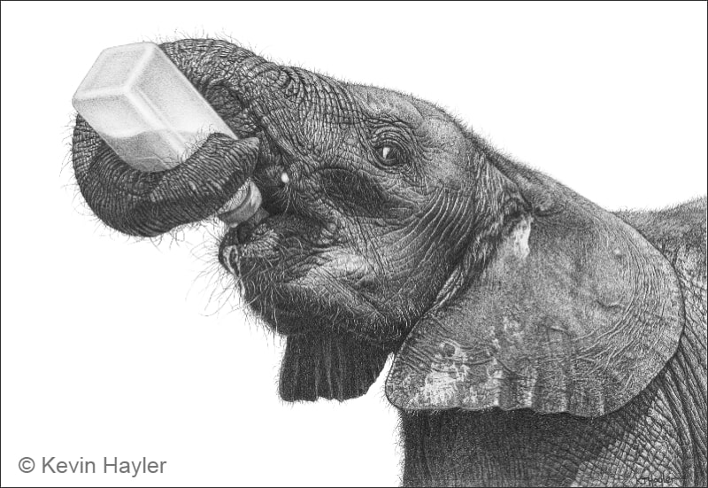 A baby elephant feeding from a bottle. A pencil drawing by Kevin Hayler. The title is 