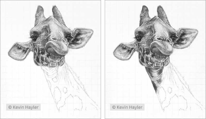 How to draw a giraffe steps 7 and 8, adding detail and starting the neck