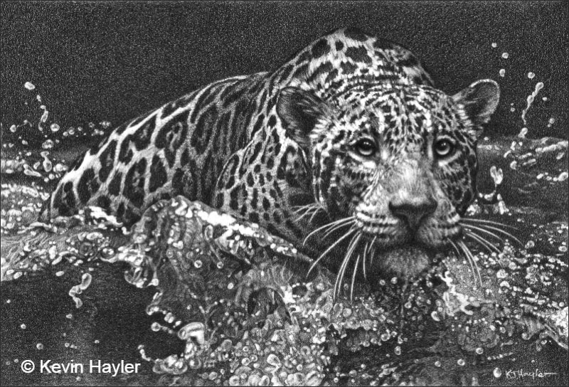 A pencil drawing of a jaguar leaping into the water. The title is 