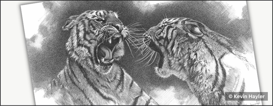 how to know when your drawing is finished. A drawing of two tigers fighting by Kevin Hayler