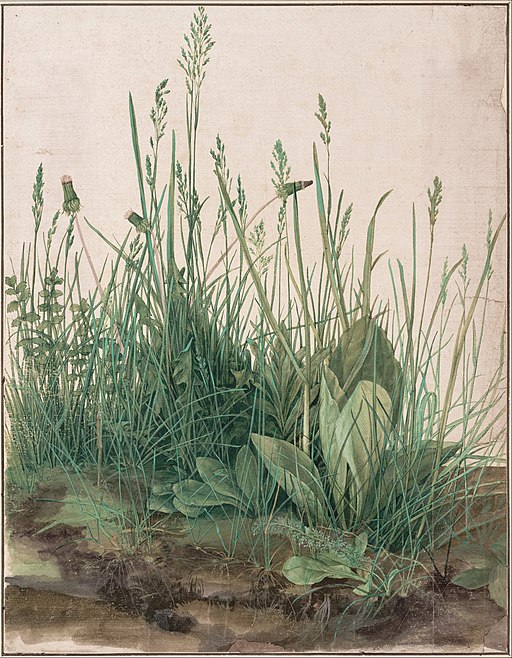 Albrecht Durer Turf Study 1503 An early realistic drawing of grass and weeds