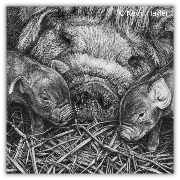 Drawing realistic grass in 3D. A detail of a drawing of a domestic pig and piglets lying in hay by Kevin Hayler 