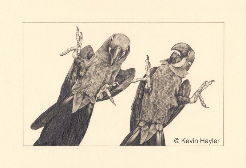 Hyacinth Macaws a pencil drawing by Kevin Hayler