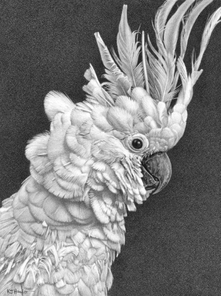 'Ruffled Feathers' A pencil drawing by Kevin Hayler