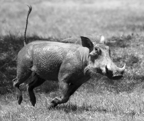 warthog running with its tail raised
